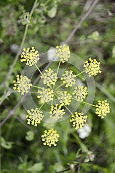 Wild plants and flowers. Natural backgrounds