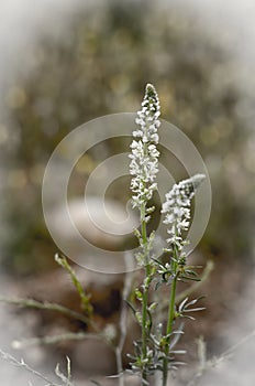 Wild plants and flowers. Natural backgrounds