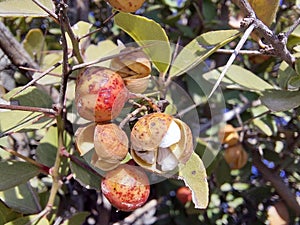 wild plants fruit closeup of cracke