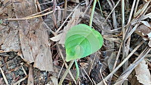 wild plants with green leaves growing fresh in the garden