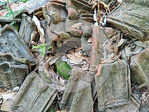 the wild plants growing between the piles of roof tiles were dull red in color. Beside it are green mossy bricks