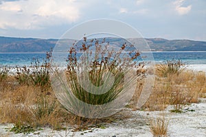Wild plants growing on the shores of Lake Salda in Turkey, Juncus heldreicus