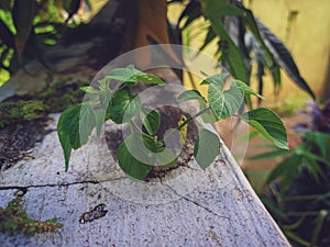 Wild plants growing on the wall fence.