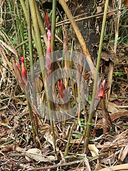 Wild plants have many benefits. Hornstedtia alliacea