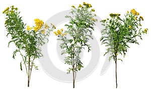 Cut out wild plants. Yellow wildflowers photo
