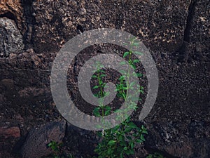 wild plants that live on the outer walls of buildings