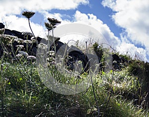 Wild plants near Irish coast