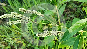 wild plants on the outskirts of Lake Poso