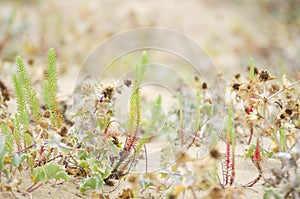 Wild plants in the sand