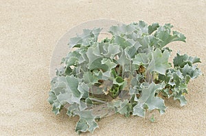 Wild plants in the sand