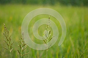 Wild plants with a subtle blur background