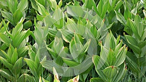 Wild plants in Uinta Wasatch national forest