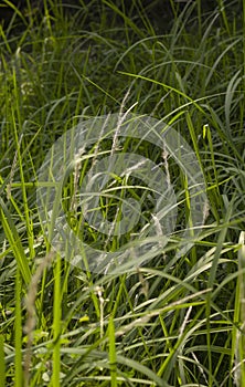 wild plants under the harsh light