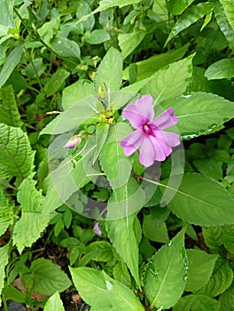 wild plants with very beautiful flower colors