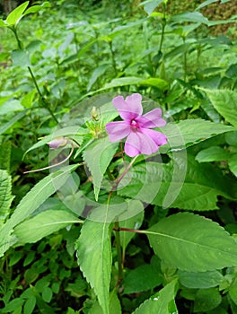 wild plants with very beautiful flower colors