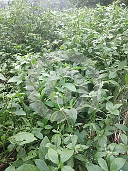 wild plants or weeds that spread very quickly