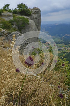 Wild plants and wildflowers, clover on the rocks across mountains aerial view. camping, trekking, hiking. vertical