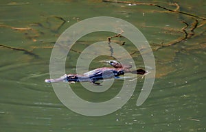 A wild platypus swimming in the river photo