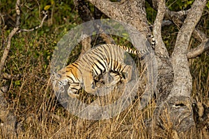 Wild and playful royal bengal tiger jumping from tree at dhikala zone of jim corbett national park or tiger reserve uttarakhand