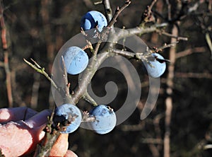 Wild plum