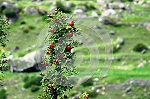 Wild Plum Bush in Garhwal Himalayas