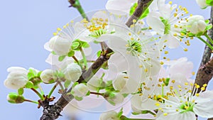 Wild plum flower timelapse