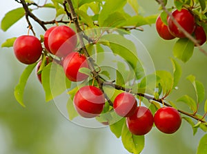 Wild plum growing in the nature