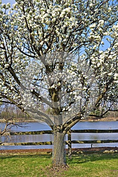 Wild Plum Tree