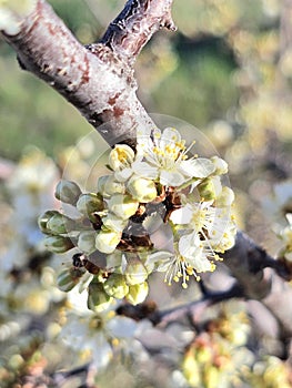 Wild plum tree blossoms in the spring