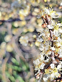Wild plum tree blossoms in the spring