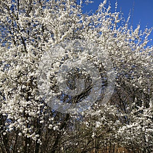 Wild plum tree flowering