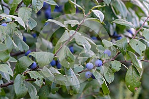 Wild plum tree with fruit on a branches