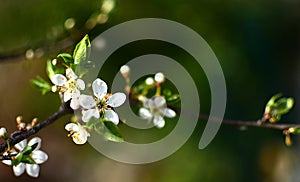 Wild plum tree in full bloom