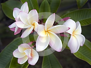 Wild Plumeria Flower, Maui, Hawaii
