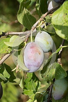 Wild plums in agriculutral fields in late summer in sunny day