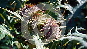 wild pointy flowers in the forest