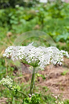 Wild poisonous dangerous flower hogweed in nature