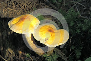 Wild poisonous fungus