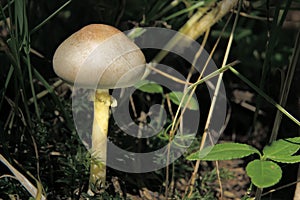 Wild poisonous fungus
