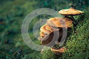 Wild poisonous toadstools grow in lush green moss with a soft background. Beautiful artistic layout with copy space