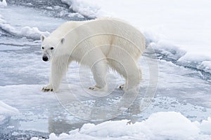 Wild polar bear going in water on pack ice