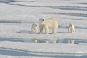 Wild polar bear mother and cub on the pack ice