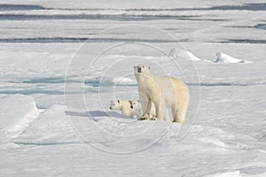 Wild polar bear mother and cub on the pack ice