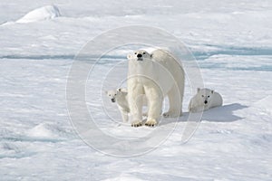 Wild polar bear  mother and cub on the pack ice