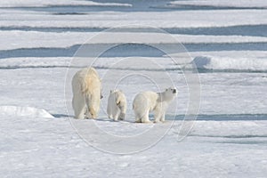 Wild polar bear mother and cub on the pack ice