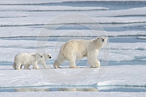 Wild polar bear mother and cub on the pack ice