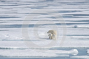 Wild polar bear mother and cub on the pack ice