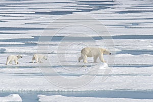 Wild polar bear mother and cub on the pack ice