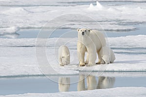 Wild polar bear  mother and cub on the pack ice