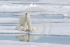 Wild polar bear mother and cub on the pack ice